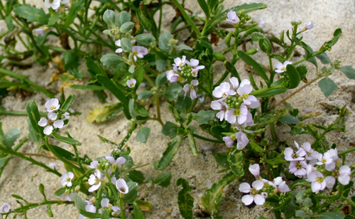 fiori sulla sabbia nelle ebridi esterne